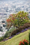 Een boom in Haifa